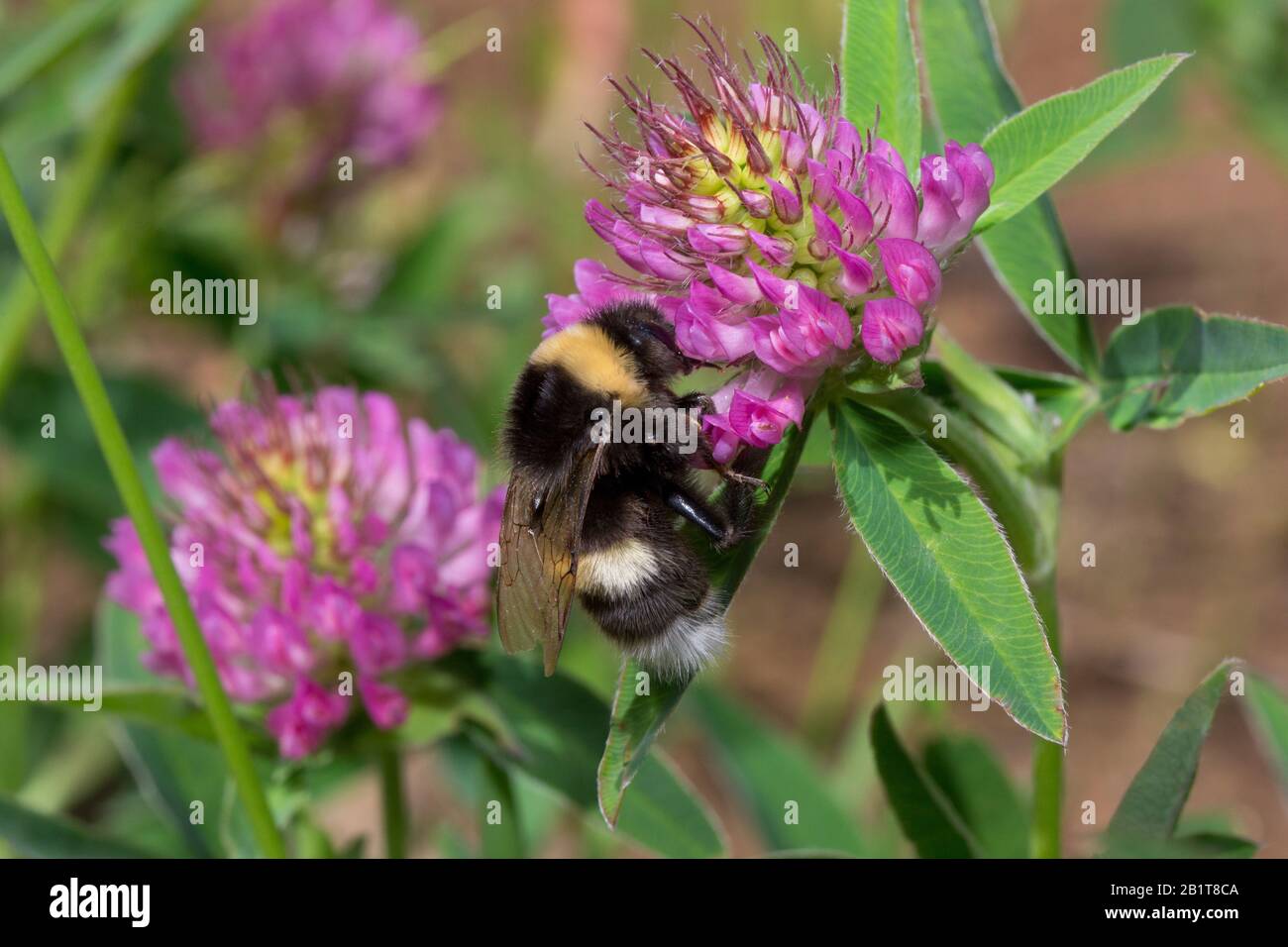 Bumblebee is gathering pollen from a clover flower on a spring meadow