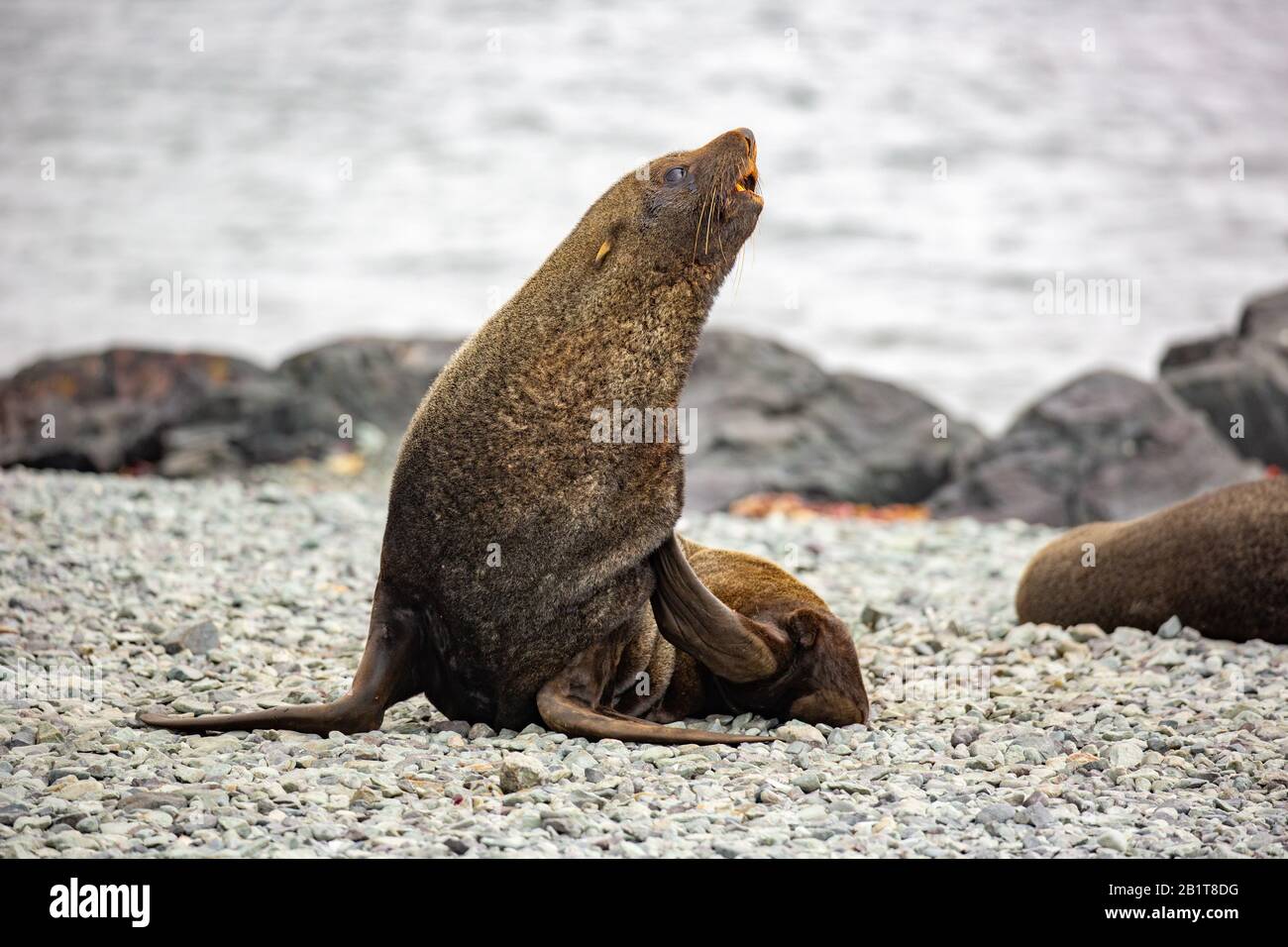 Antarctic fur seal (Arctocephalus gazella) on rocky coast. The female and juveniles are much smaller than the large males, and have a grey pelt with a Stock Photo