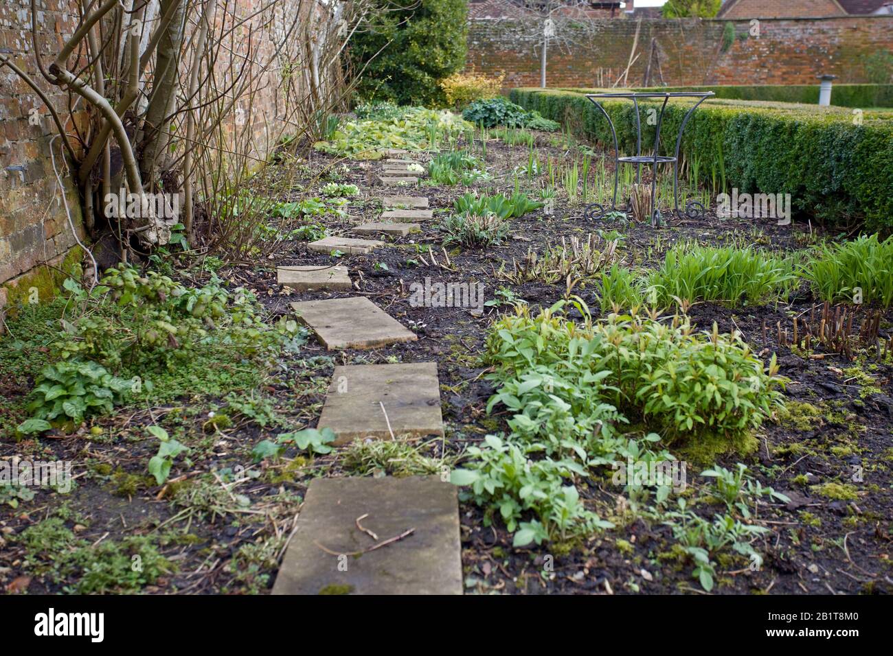 Variety of new bulbs and perennials growing in deep bed in garden Stock Photo