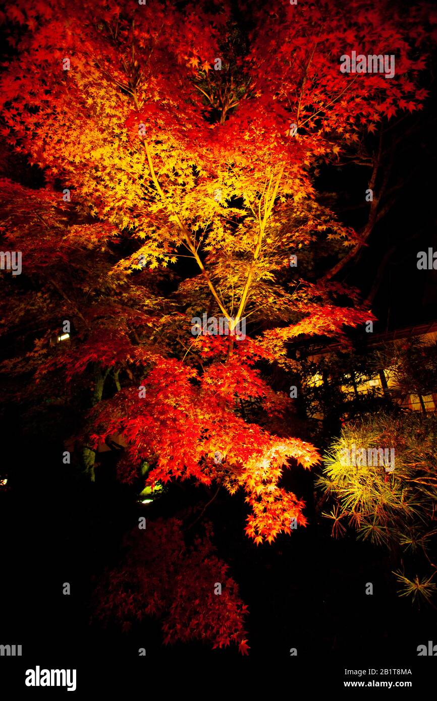 Kōyō (Koyo - Autumn Foliage) As autumn descends, it turns Japan’s forests radiant shades of red, orange, and yellow. Illuminated trees at night Photog Stock Photo