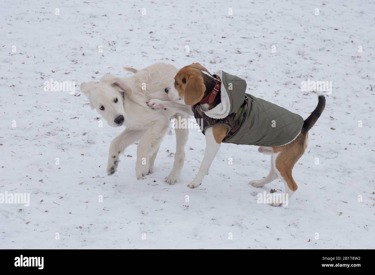 Cute english beagle puppy and golden retriever puppy are playing