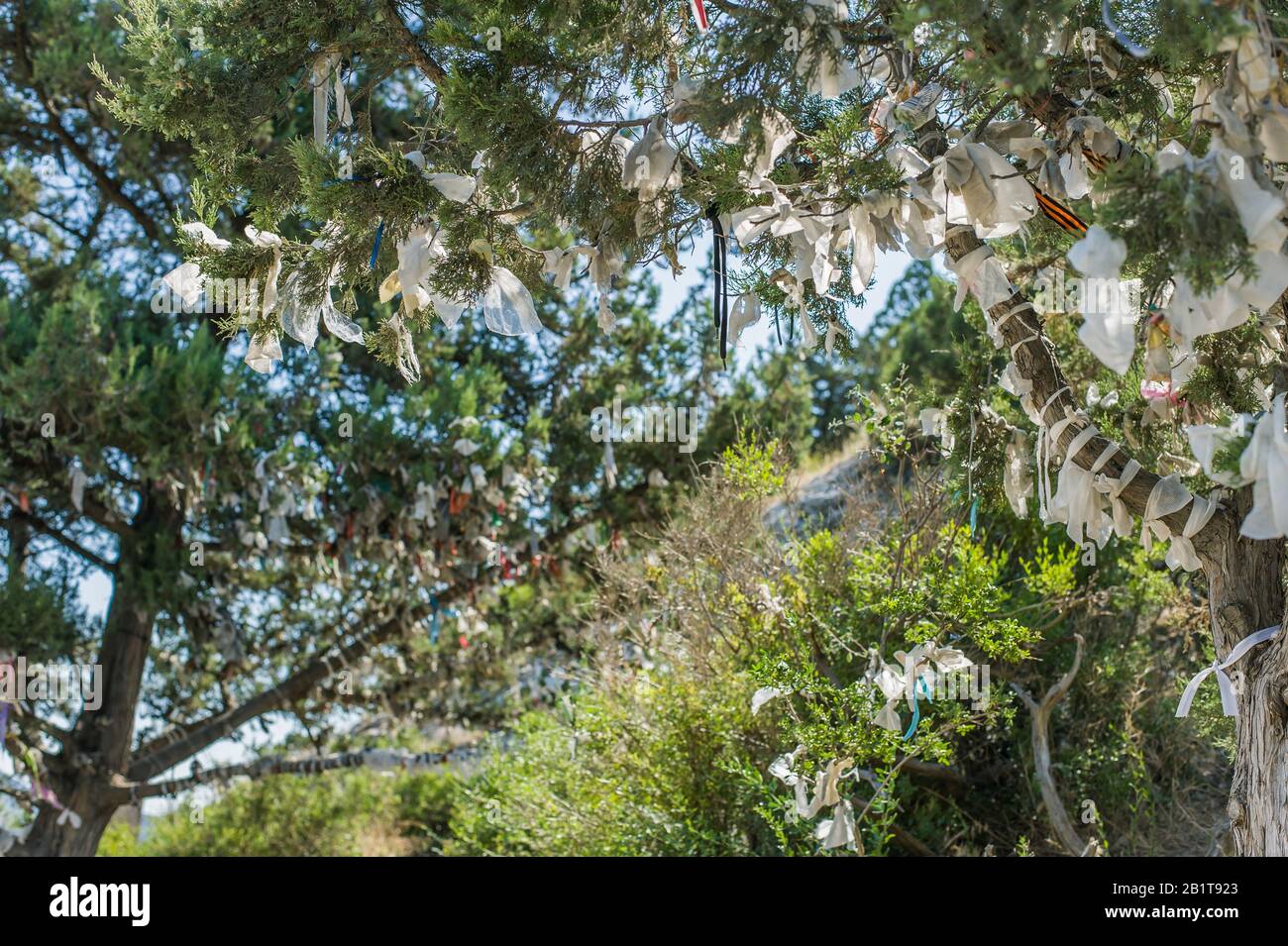 Woman and tree for tourists in the Genoese fortress in Crimea with branches decorated with knotted fabric ribbons Stock Photo