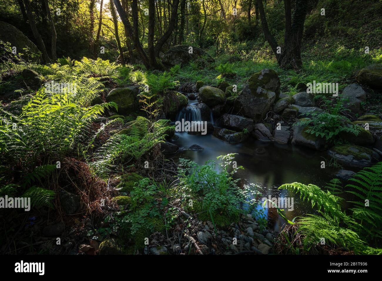 Landscape forest on shore hi-res stock photography and images - Alamy