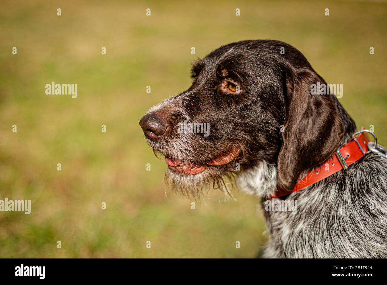 Close up sideview portrait of German Wirehaired Pointer with red collar on. Detail of the head with dark brown hair and open mouth. Sunny day in park. Stock Photo