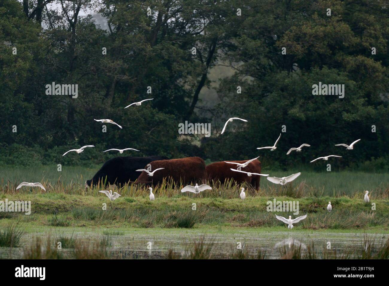 Cattle egret (Bubulcus ibis) flock landing on marshy pastureland near grazing cattle, Somerset Levels, UK, October 2019. Stock Photo