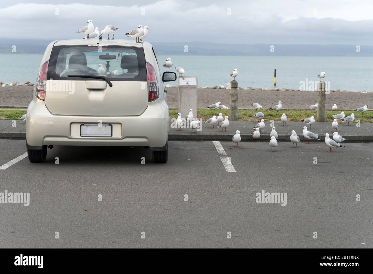 flock of seagulls pressurizing people in car for food they are eating, shot in bright spring cloudy light  at Ahuriri, Napier, Hawke Bay, North Island Stock Photo