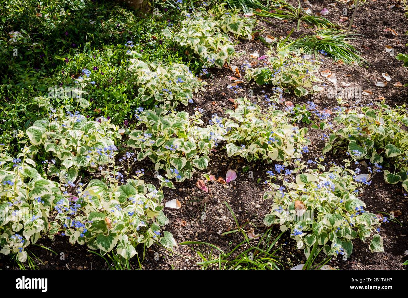 A bed of Siberian Bugloss showing variegated leaves and forget-me-not blue flowers in an English garden Stock Photo