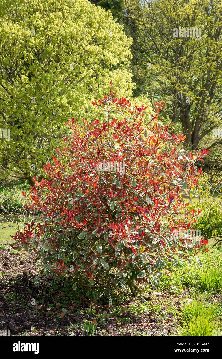 Photinia x Fraseri Cassini (Pink Marble) showing young new red leaves in late Spring in an English garden Stock Photo