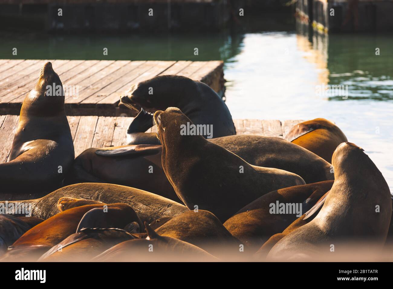 Sea lions sunbathing at Pier 39 Fisherman's Wharf San Francisco,  California, USA Stock Photo - Alamy