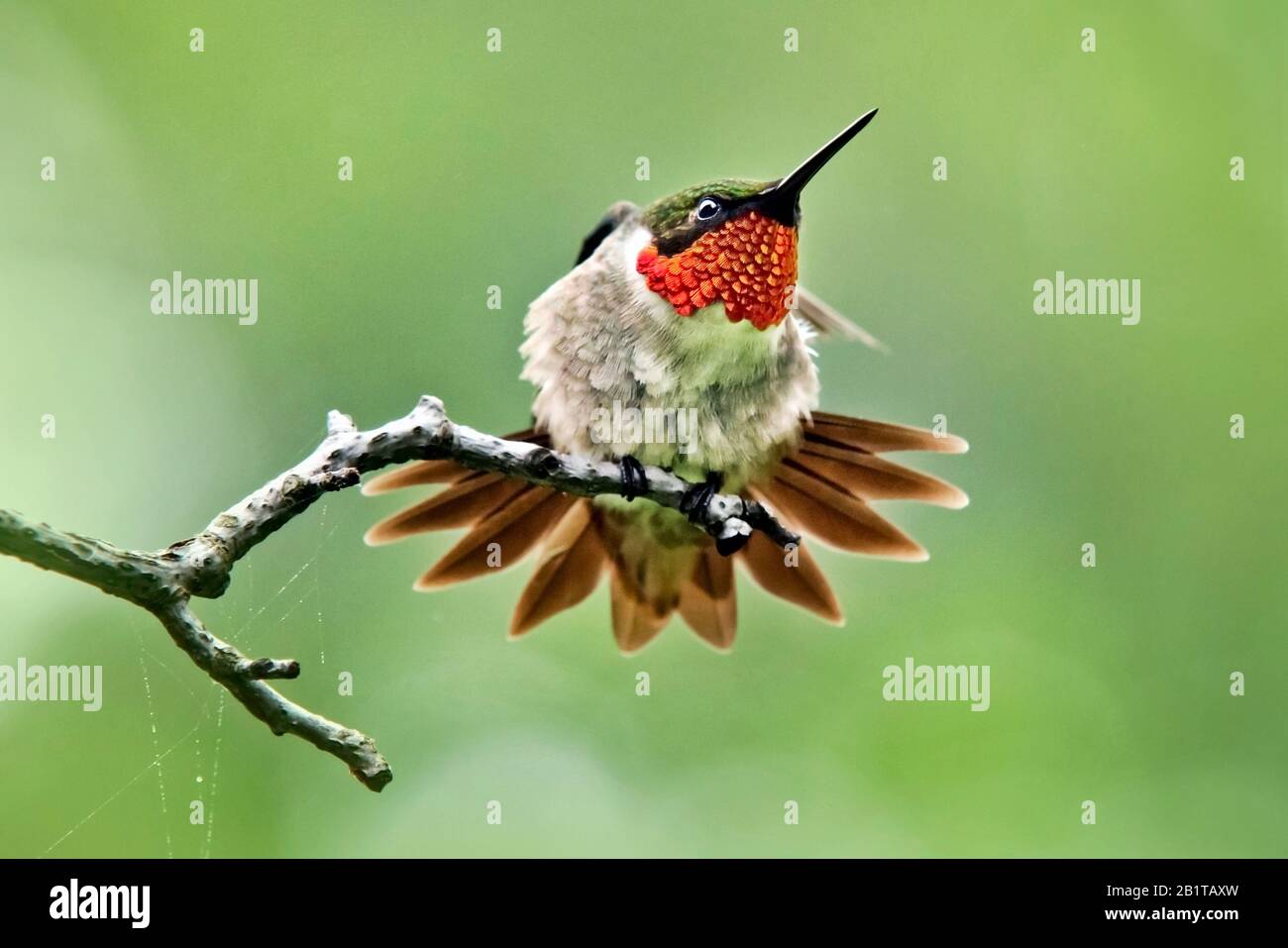 Ruby Throated Hummingbird (Archilochus Colubris) Stock Photo
