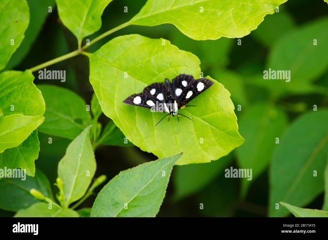 Eight Spotted Forester Moth Stock Photo