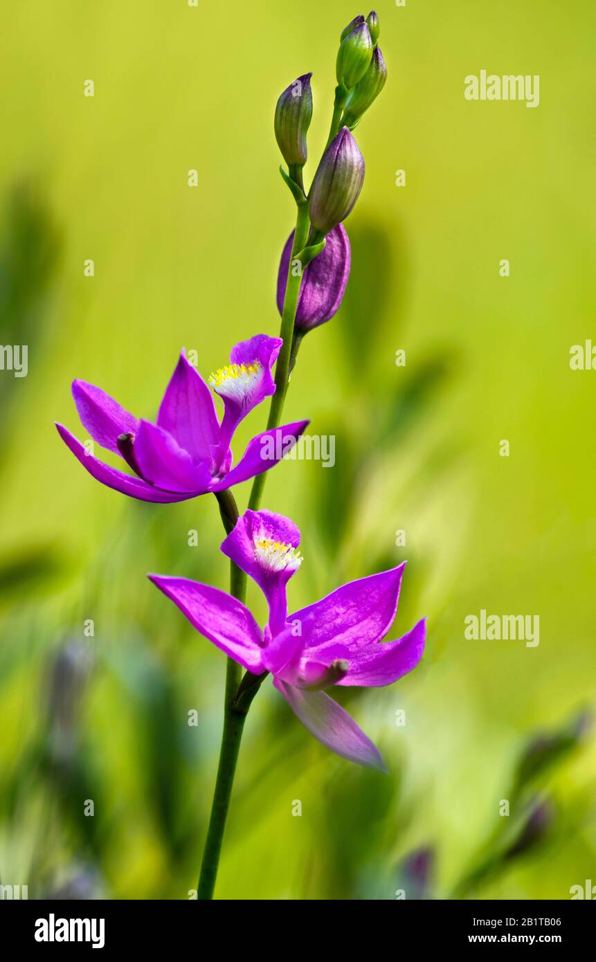 Grass Pink Orchid Flowers Stock Photo
