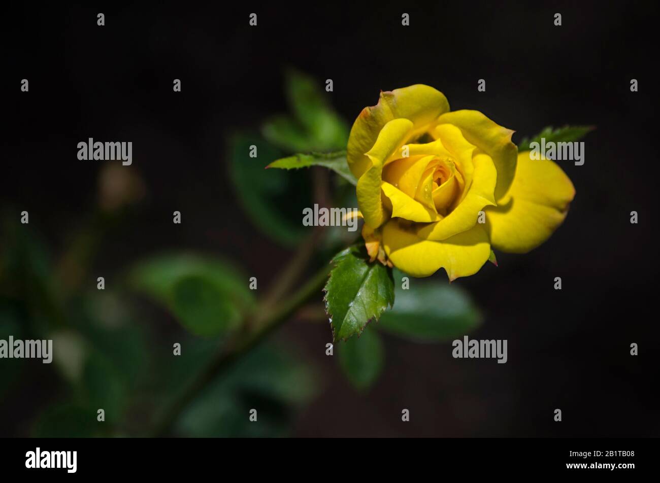 Yellow Rose Stock Photo