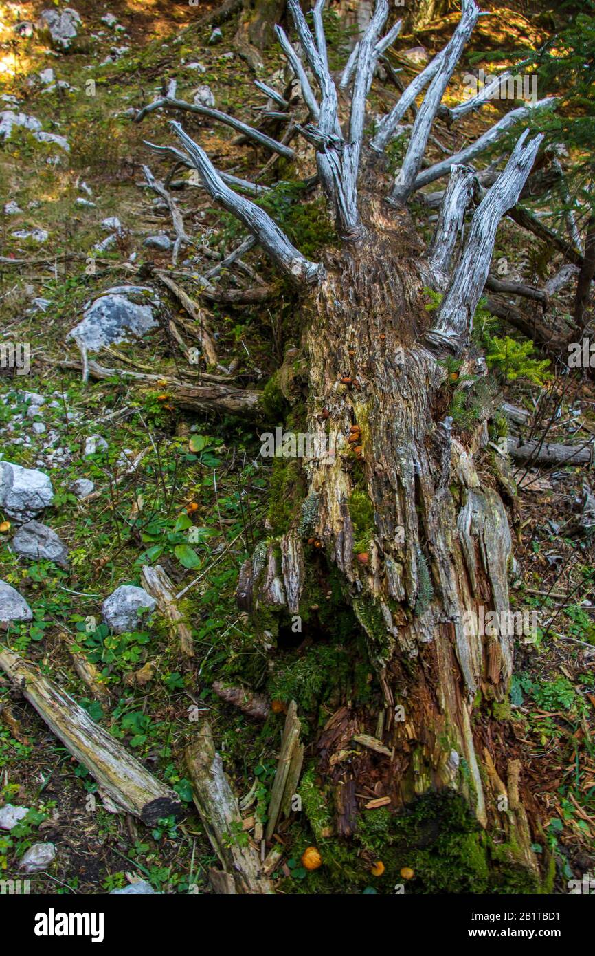 Rotting wooden structure hi-res stock photography and images - Alamy