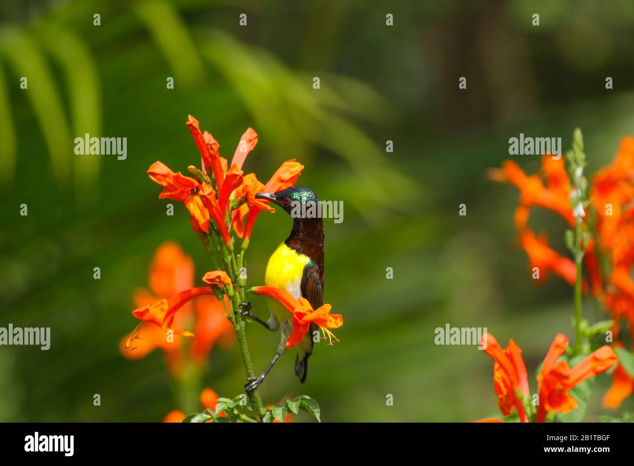A Purplerumped Sunbird drinking nectar from flower. It was