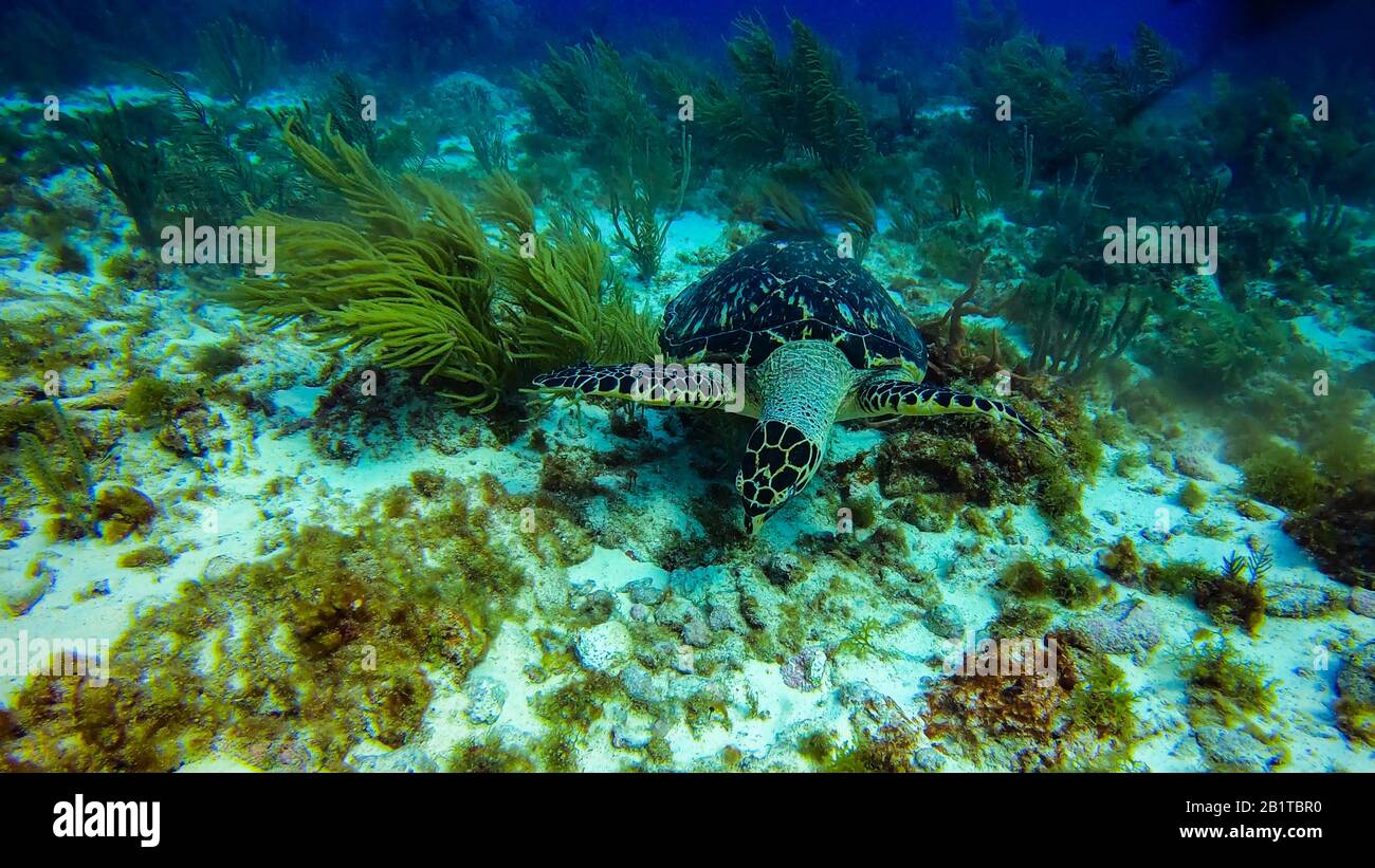 Beautiful marine life turtle in Cancun Mexico North America Stock Photo