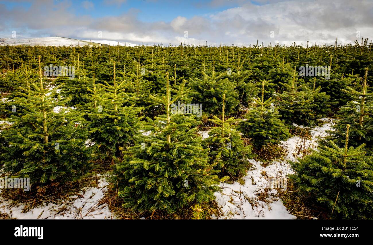 Christmas trees growing on a 'Christmas Tree Farm' in South Lanarkshire