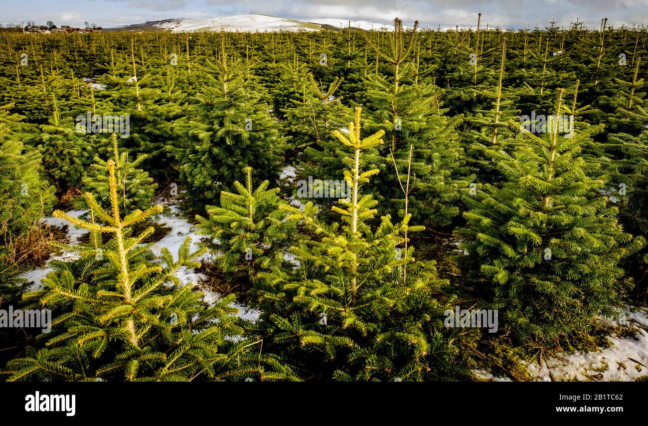 Christmas trees growing on a 'Christmas Tree Farm' in South Lanarkshire, Scotland Stock Photo