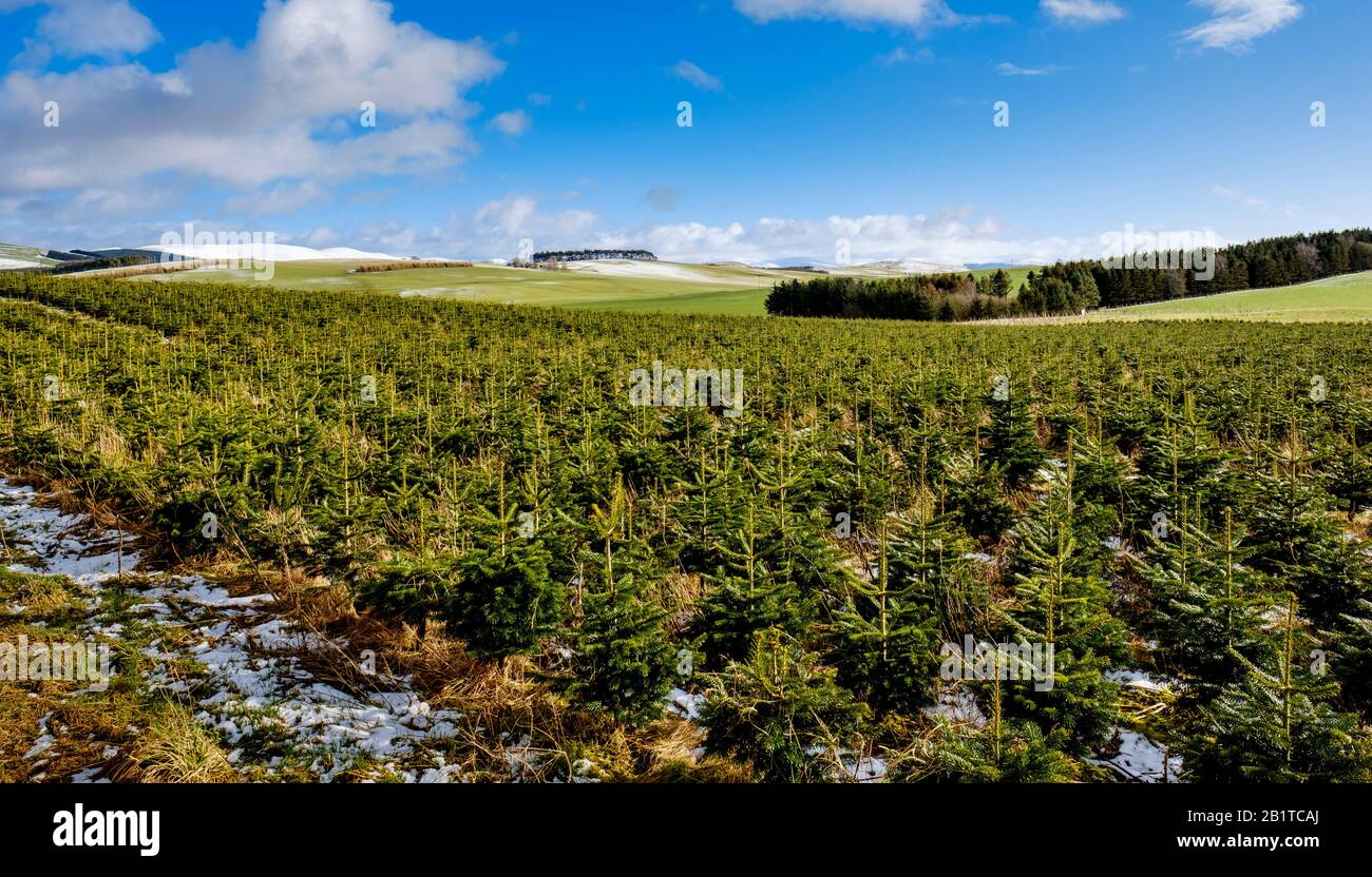 Christmas trees growing on a 'Christmas Tree Farm' in South Lanarkshire, Scotland Stock Photo