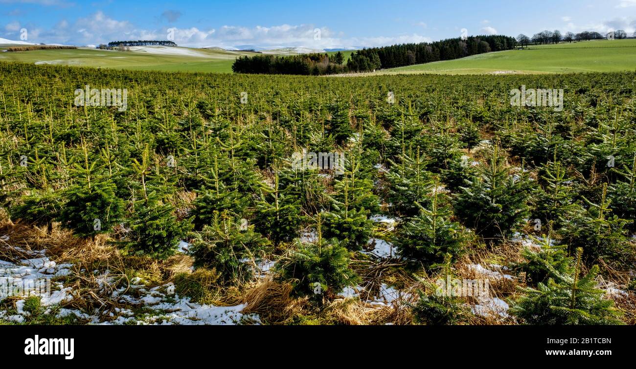 Christmas trees growing on a 'Christmas Tree Farm' in South Lanarkshire