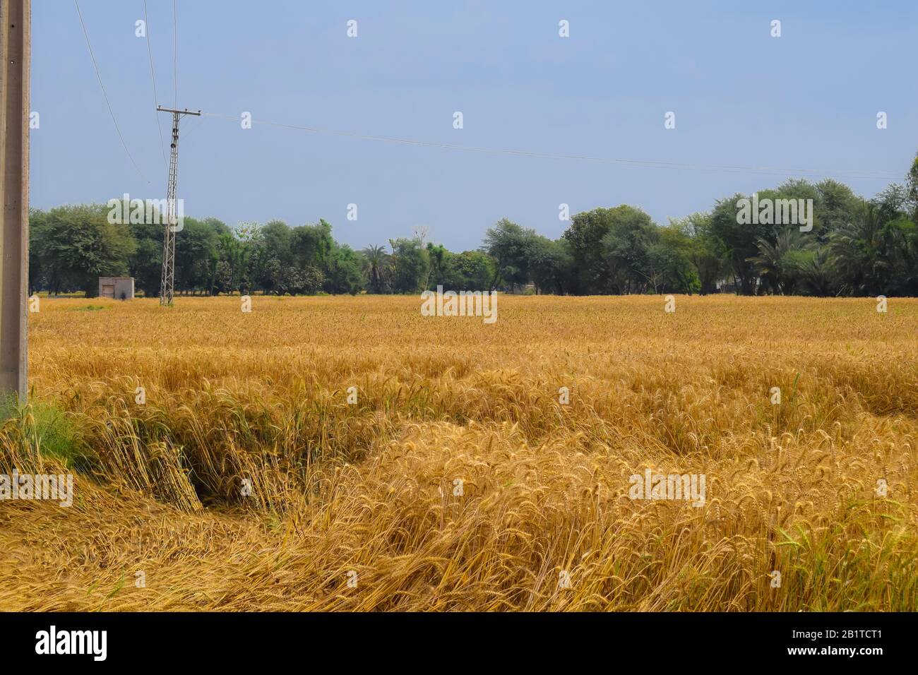 Beautiful rural landscape image of wheat field.Golden crop (wheat) ready to crop,Punjab,Pakistan. Stock Photo