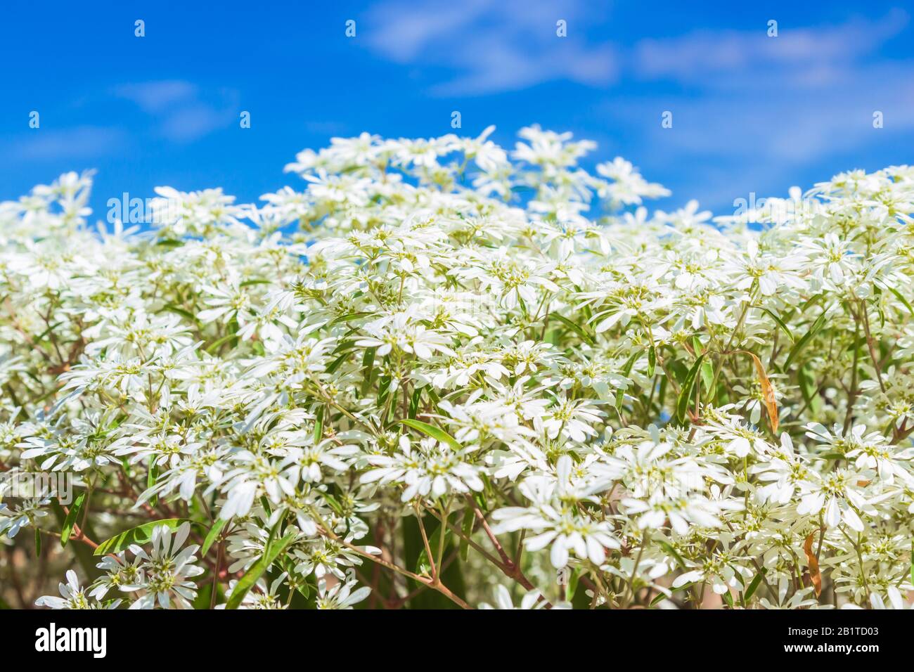 White Christmas bush (Euphorbia leucocephala) on blue sky background Stock Photo