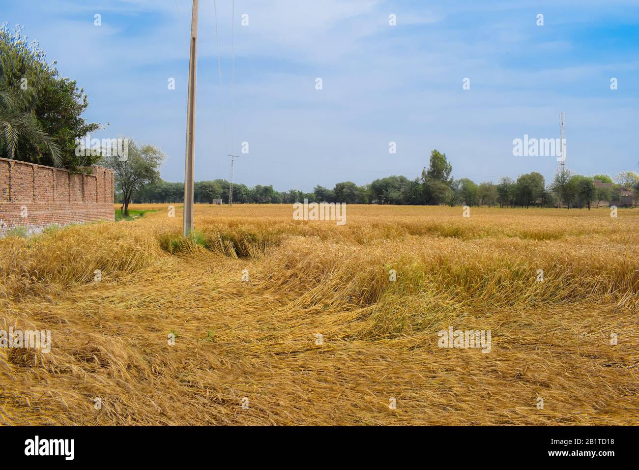 Beautiful rural landscape image of wheat field.Golden crop (wheat) ready to crop,Punjab,Pakistan.Blue sky background. Stock Photo