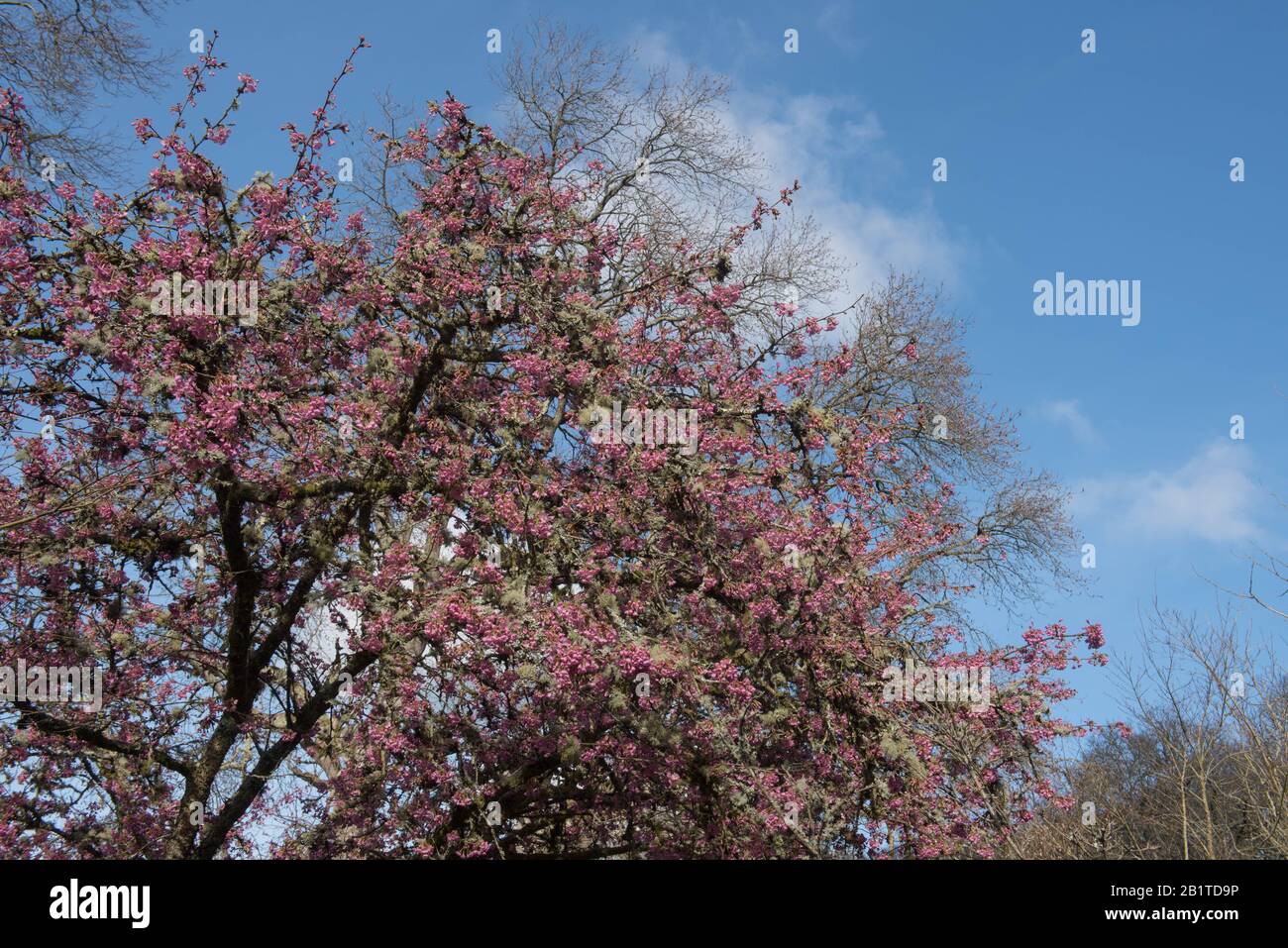 Winter Pink Blossom of an Ornamental Cherry Tree (Prunus 'Kursar') in a Country Cottage Garden in Rural Devon, England, UK Stock Photo