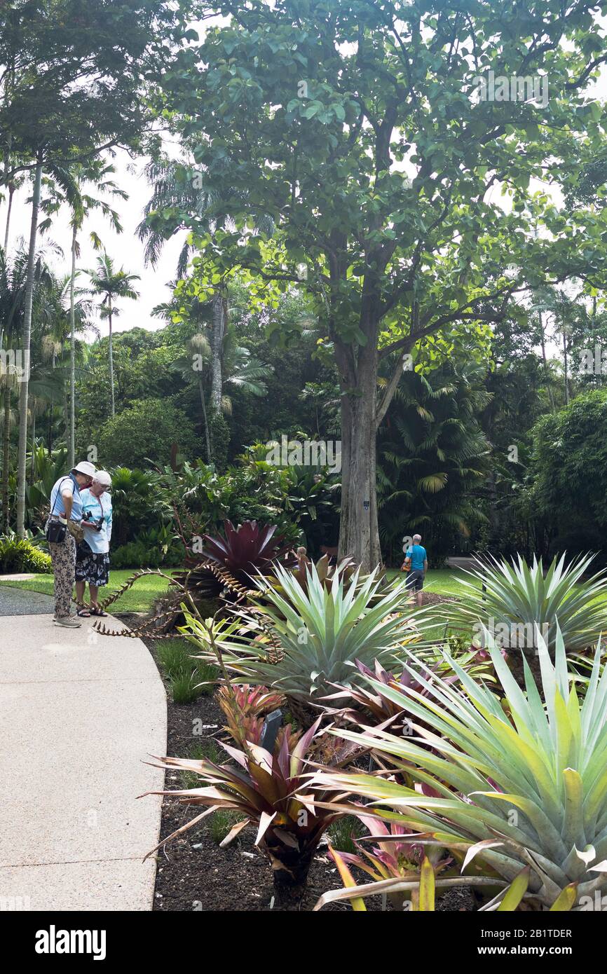 dh Botanic gardens CAIRNS AUSTRALIA Teak Tree tourists view tropical
