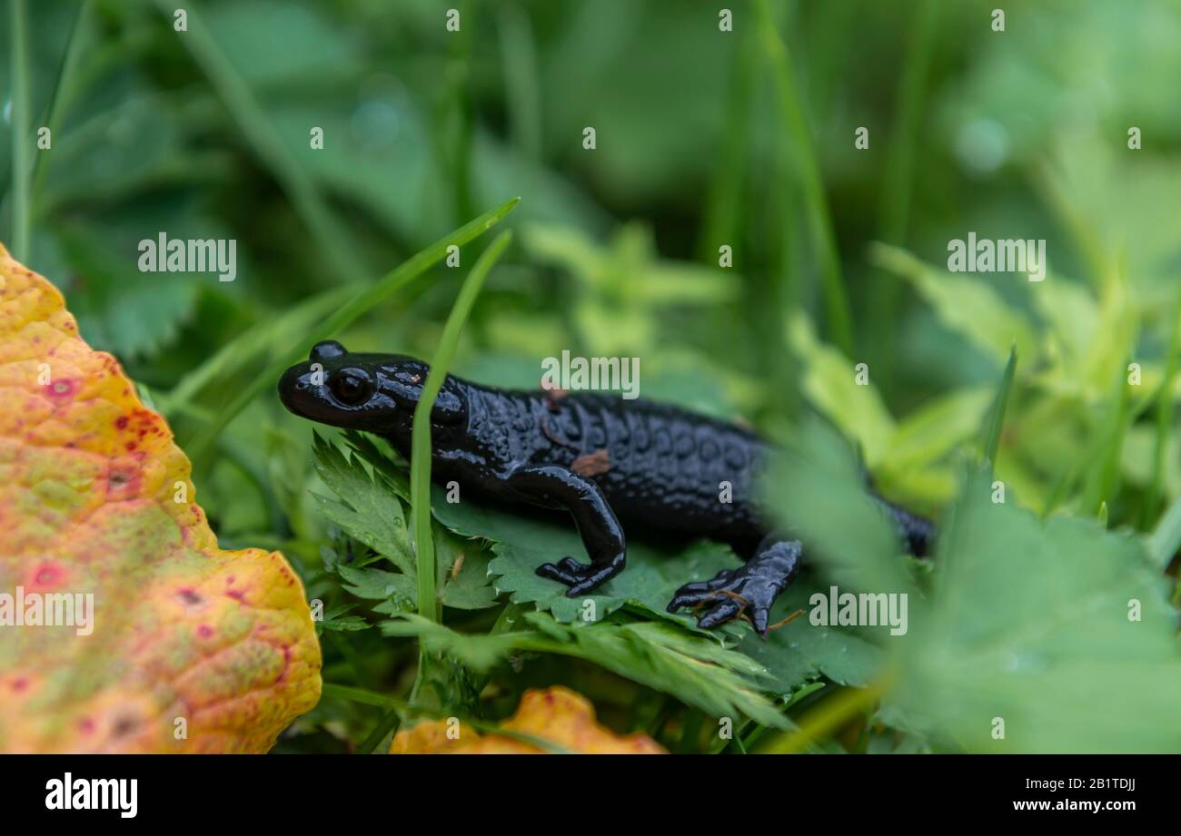 Alpine Salamander (Salamandra atra) in grass, Salzkammergut, Upper Austria, Austria Stock Photo