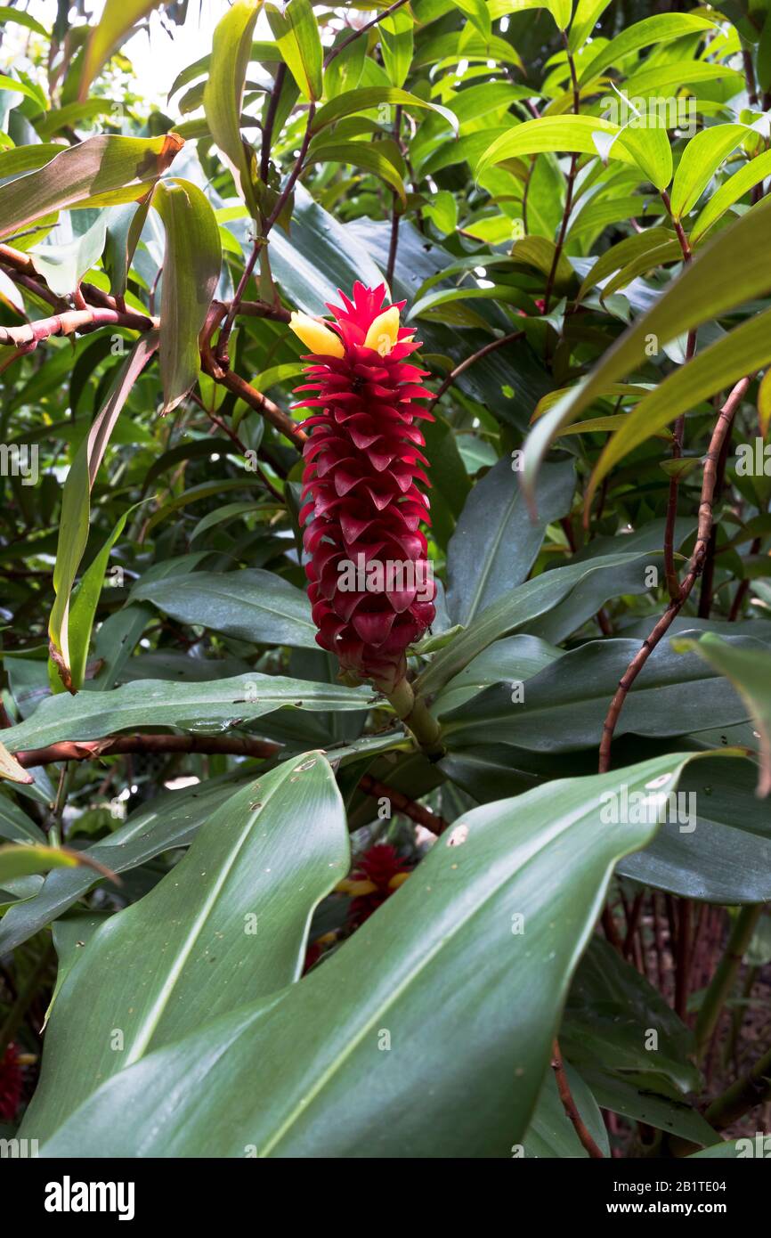 dh Botanic gardens CAIRNS AUSTRALIA Costaceae Backscratcher ginger