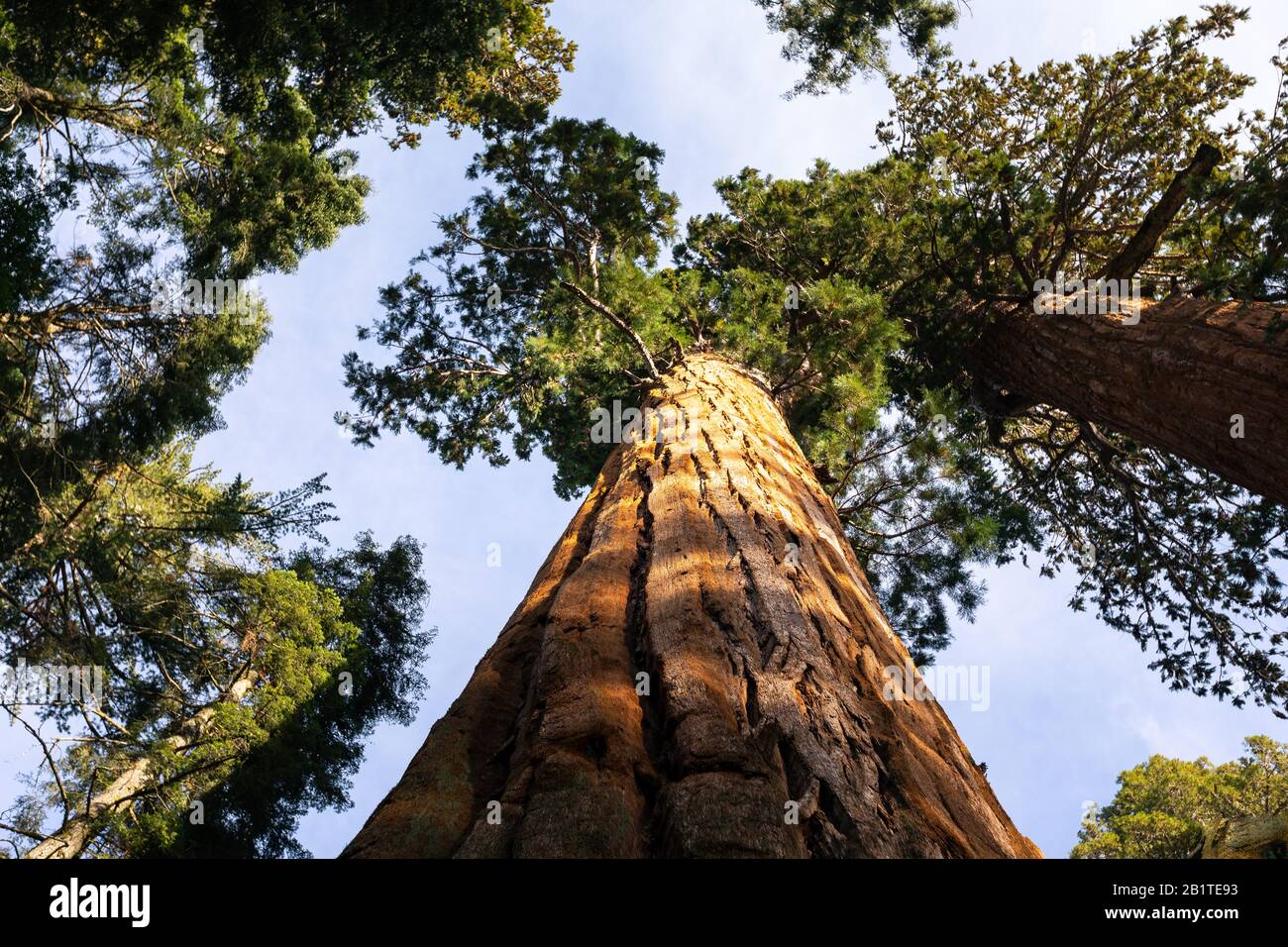 Sequoias in Sequoia National Park, California, United States. Stock Photo