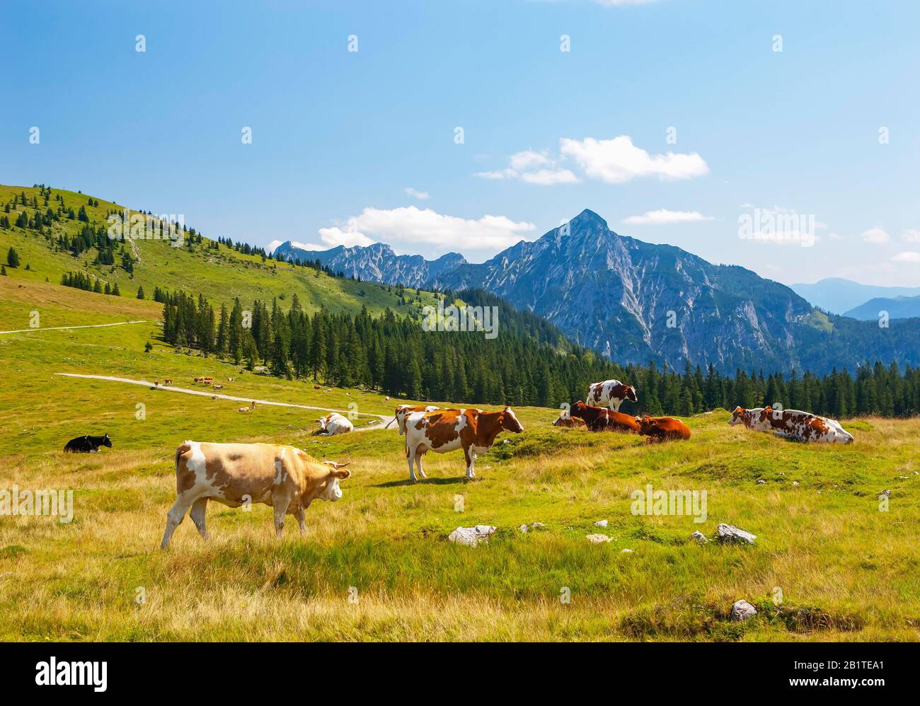 Alpine meadow landscape, cattle herd with Rinnkogel, Postalm, Salzkammergut, Province of Salzburg, Austria Stock Photo