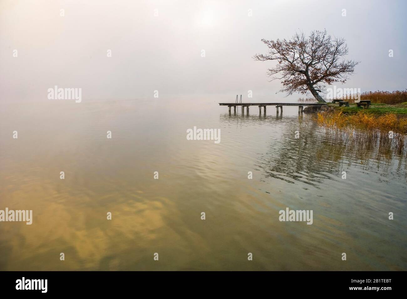 Oak and bathing jetty in morning fog, Irrsee, Salzkammergut, Upper Austria, Austria Stock Photo