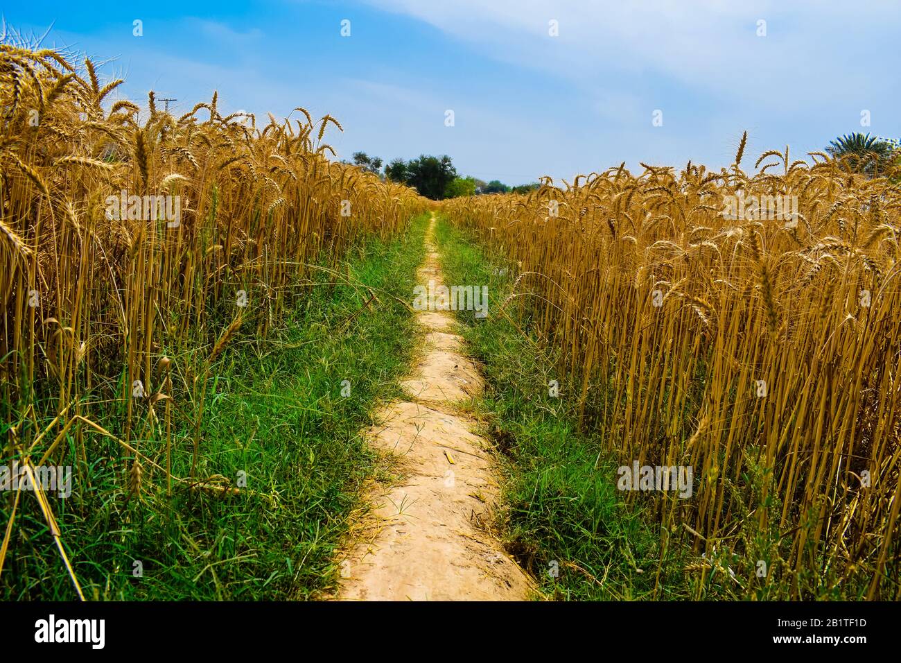 Beautiful rural landscape image of wheat field.Golden crop (wheat) ready to crop,Punjab,Pakistan.Blue sky background. Stock Photo