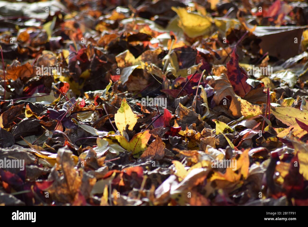 Autumn Wallpaper Anime Hd Background, 3d Background Rendering Brown Autumn  Leaves On A Park Bench In The Middle Of A Puddle Autumn Theme, Hd  Photography Photo Background Image And Wallpaper for Free