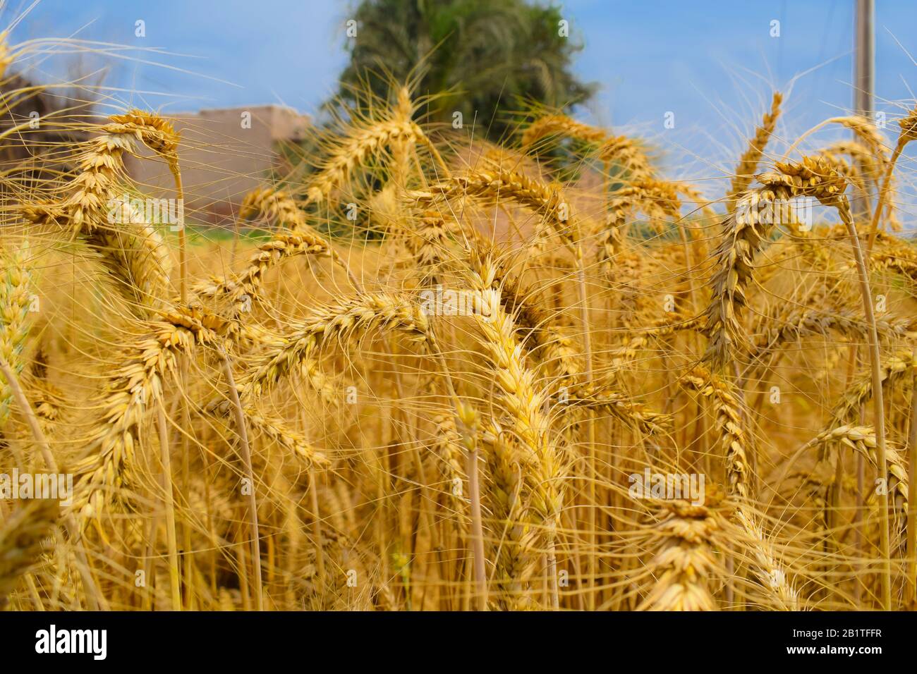 Beautiful rural landscape image of wheat field.Golden crop (wheat) ready to crop,Punjab,Pakistan.Blue sky background.Golden ears of wheat crop. Stock Photo