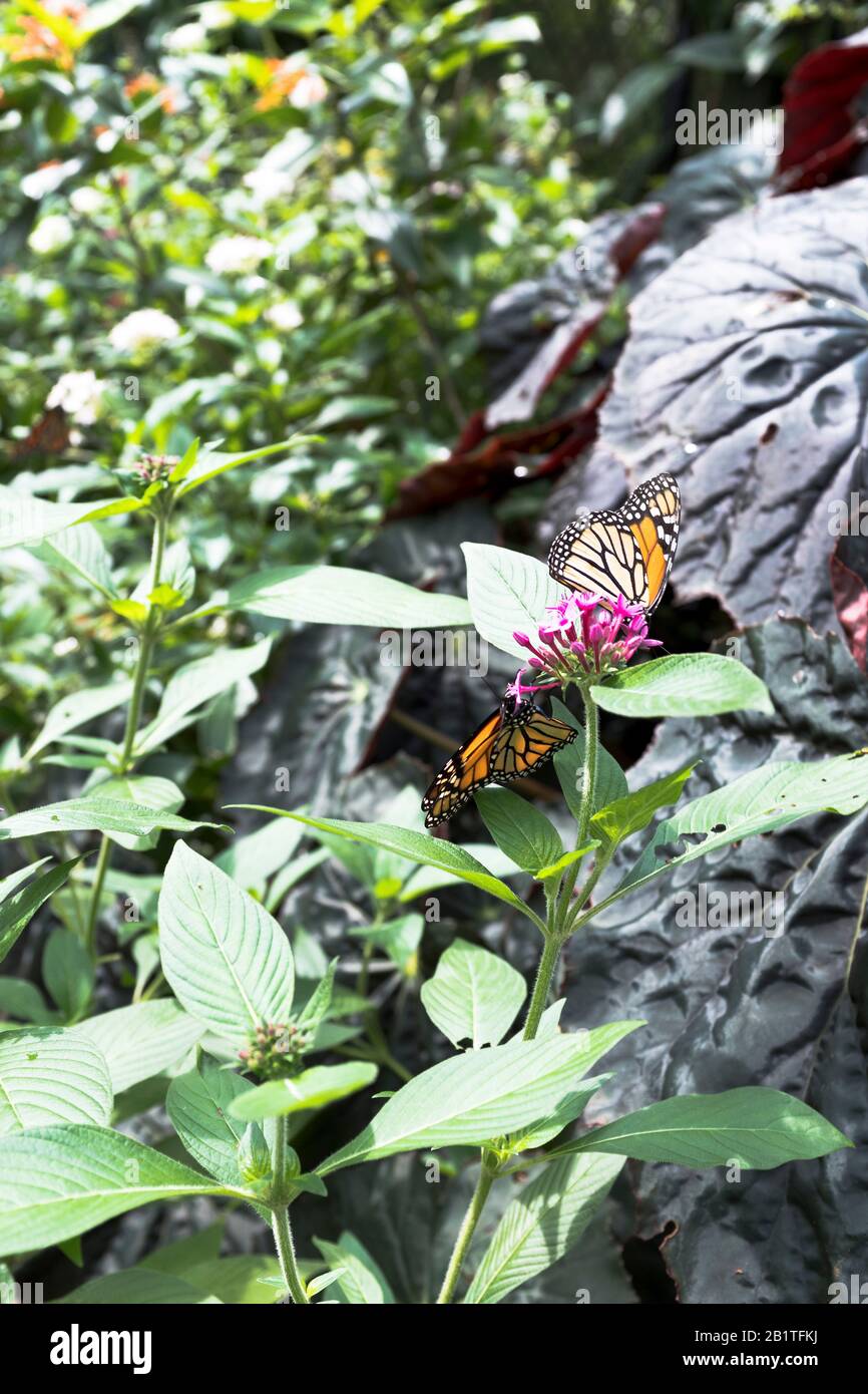 dh Botanic gardens CAIRNS AUSTRALIA Butterfly house conservatory butterflies on tropical plants