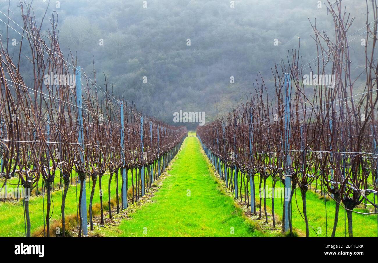 Sussex, England, United Kingdom, wine growing region, rows of long straight grapevines in the winter in an English vineyard, bright green grass runs d Stock Photo