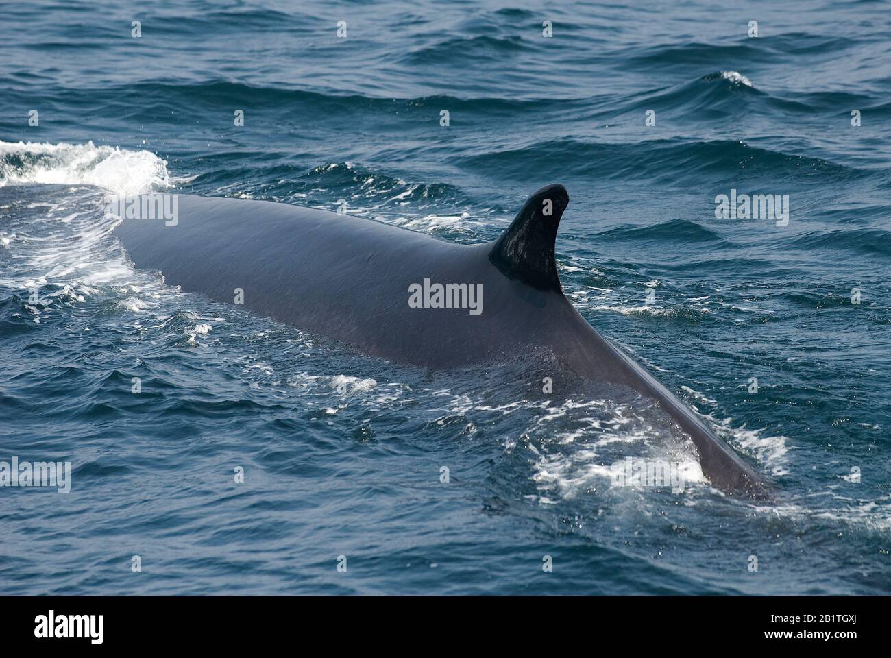 Finback whale (Balaenoptera physalus) surfacing, Soutnern coast, Maine, USA, by Dominique Braud/Dembinsky Photo Assoc Stock Photo