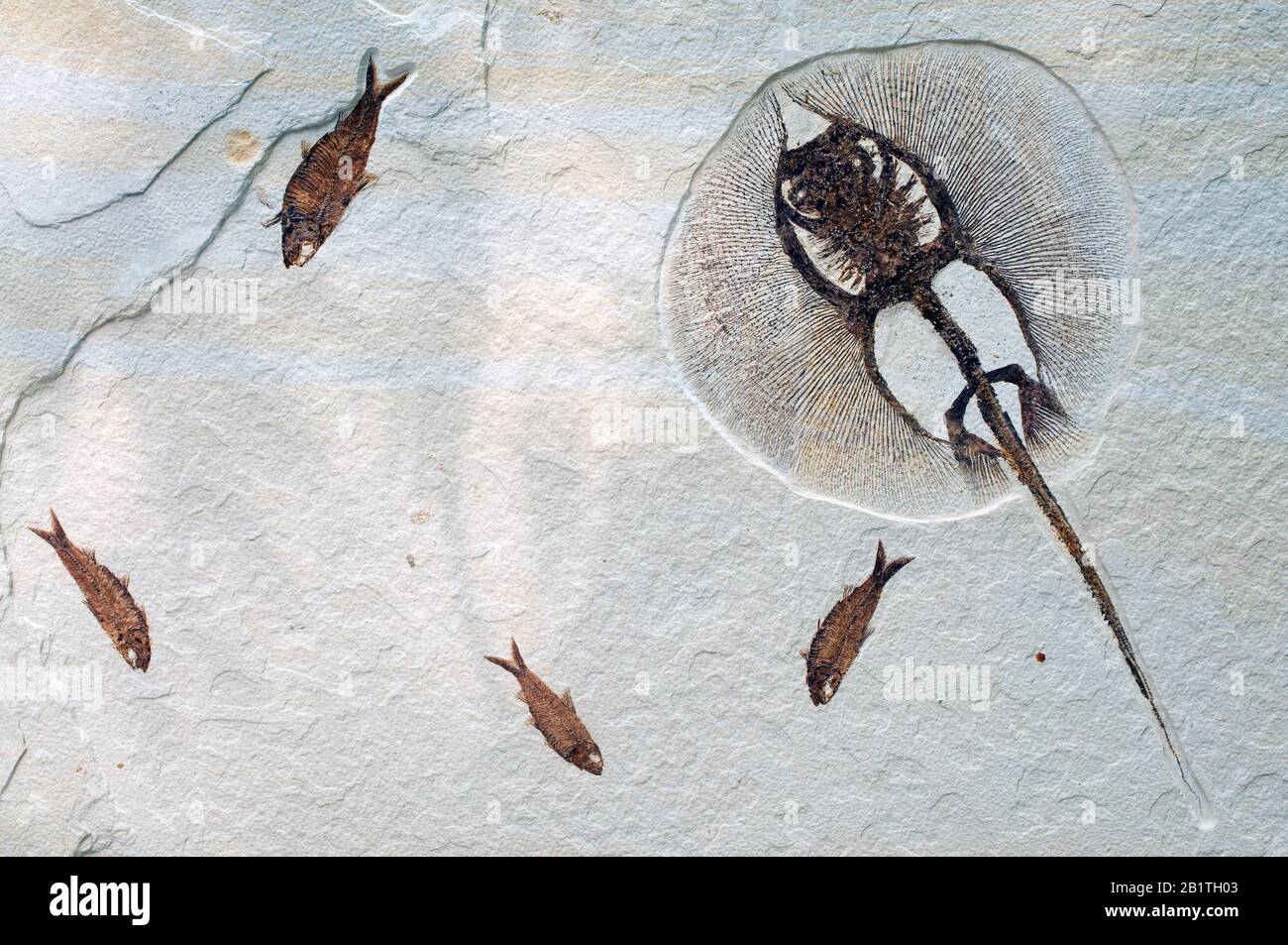 Stingray fossil (Heliobatis radians) & Diplomystus dentatus, Green ...