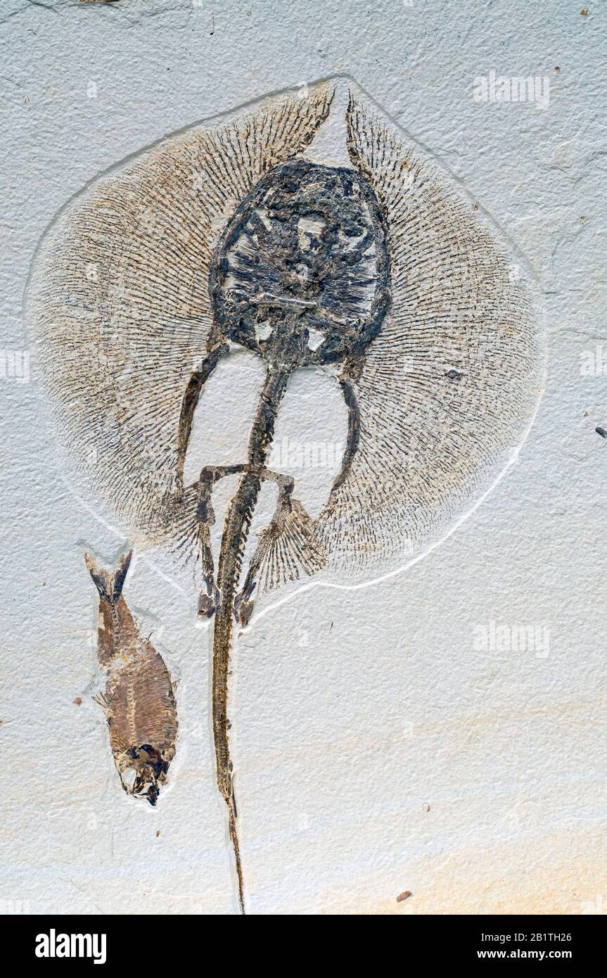 Stingray fossil (Heliobatis radians) & Diplomystus dentatus, Green ...