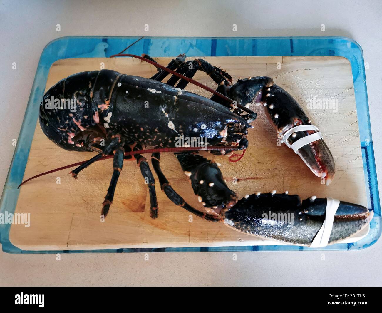 Blue lobster hires stock photography and images Alamy