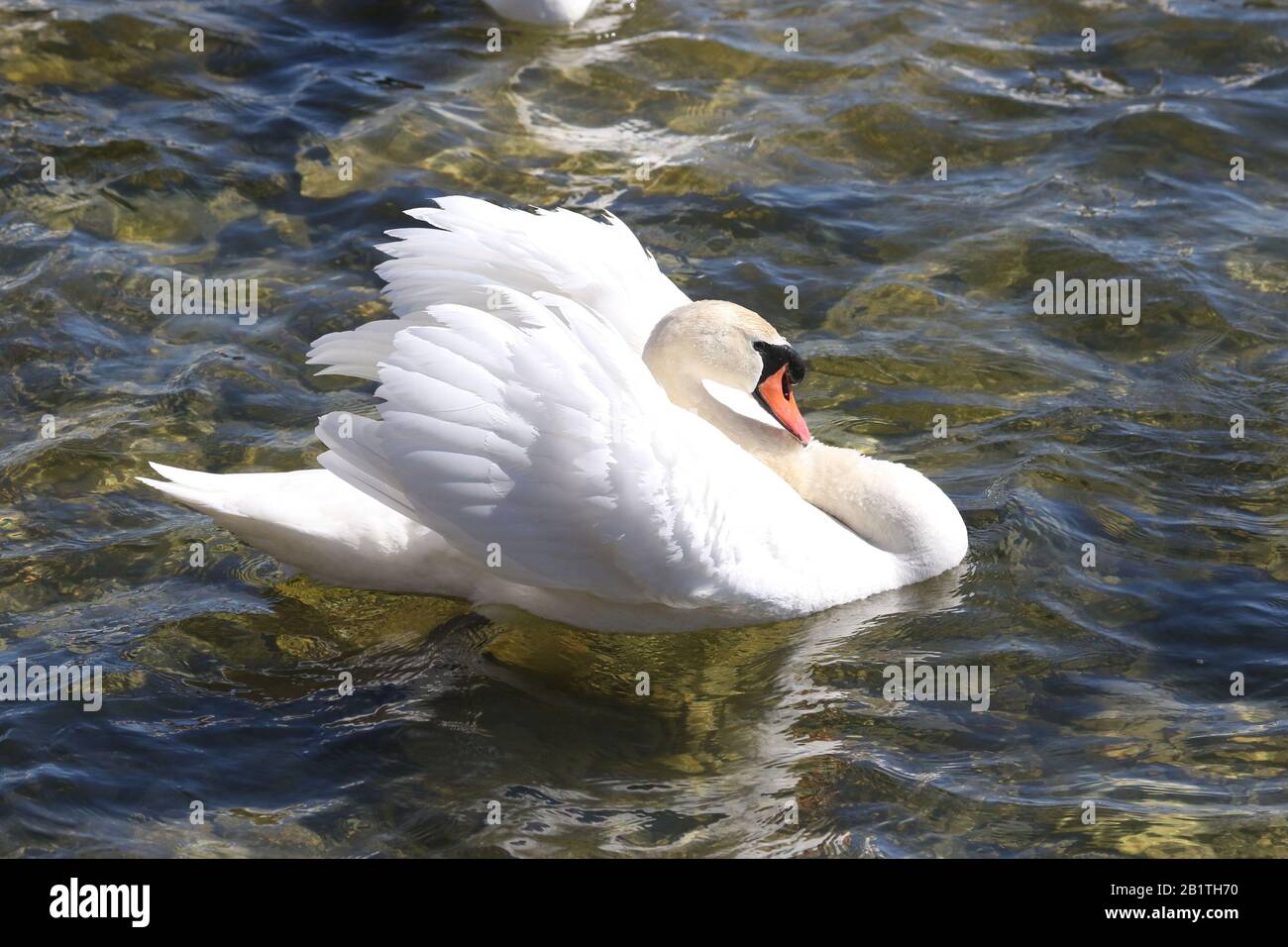 Life cycle of mute swans hires stock photography and images Alamy
