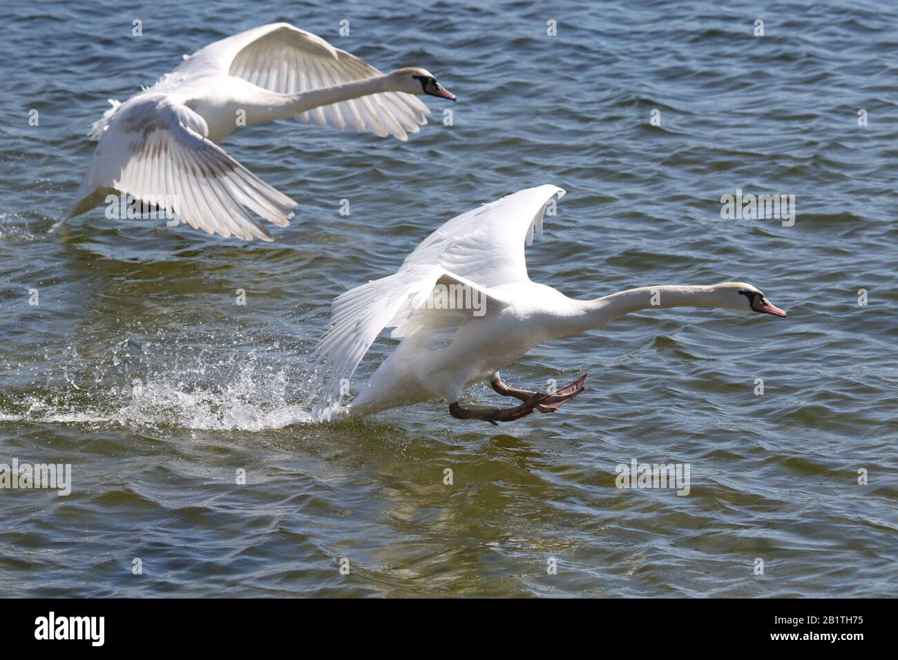 Life cycle of mute swans hires stock photography and images Alamy