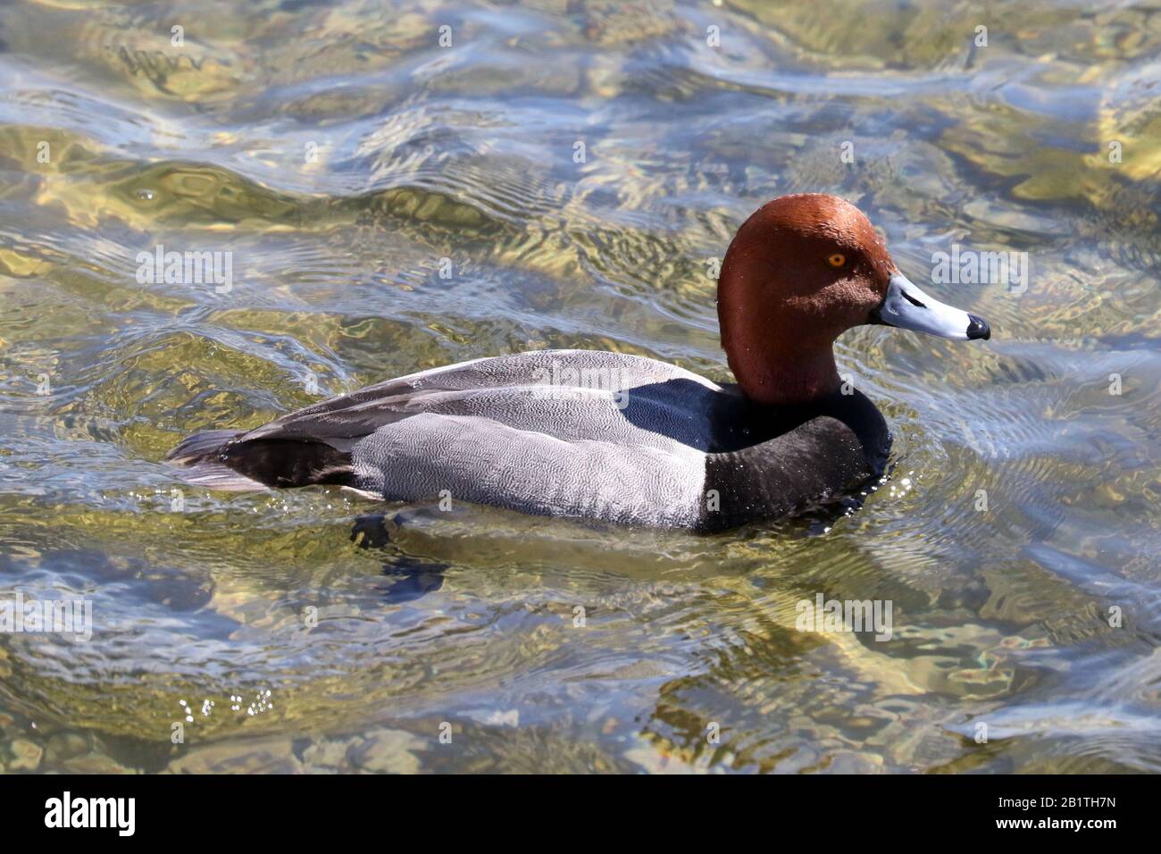 Lake Rash Duck Handsome diving ducks hi-res stock photography and images - Alamy