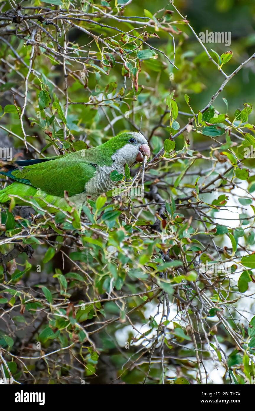 Alexandrine parrot hi-res stock photography and images - Alamy