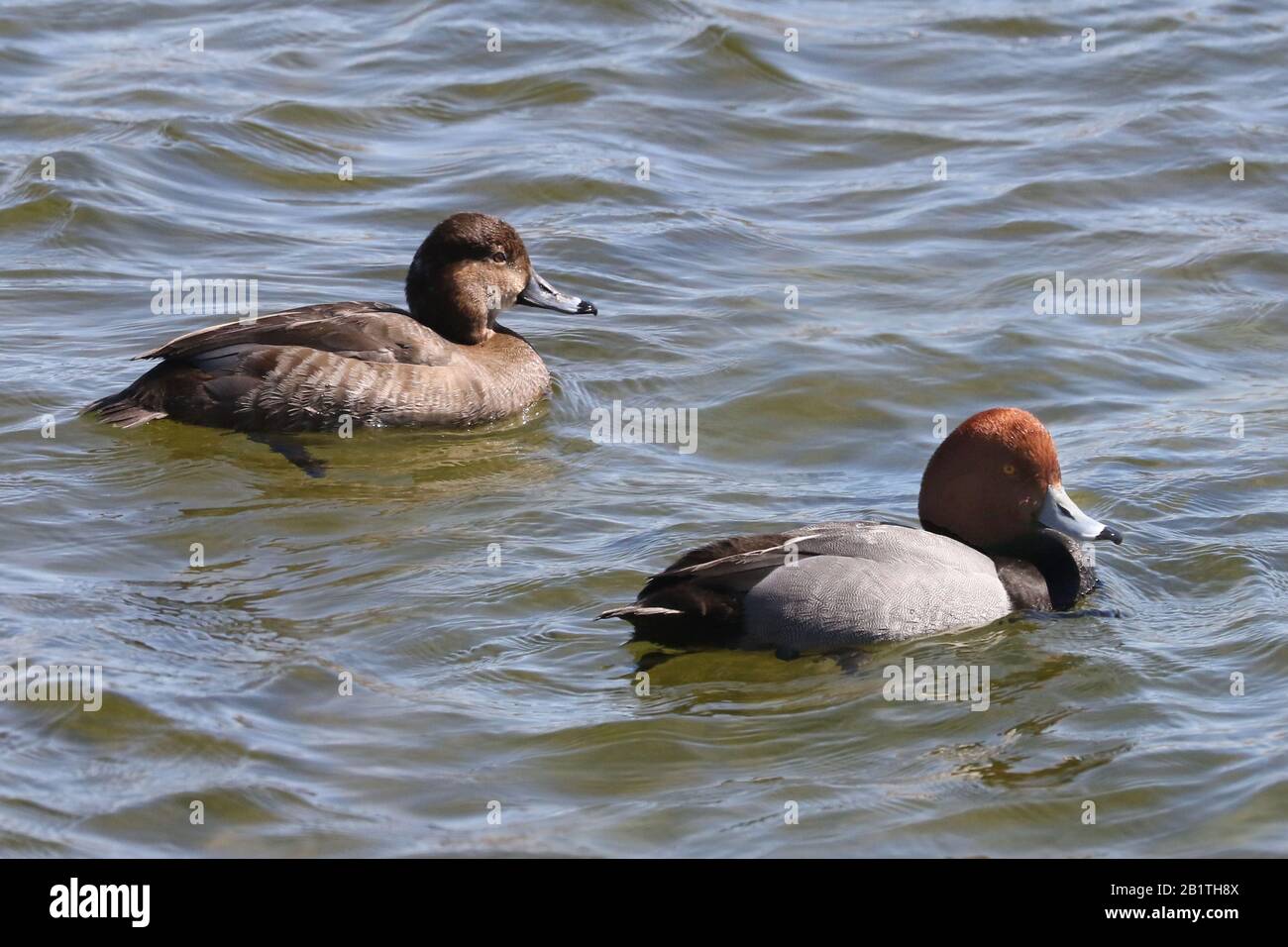 Lake Rash Duck Handsome diving ducks hi-res stock photography and images - Alamy