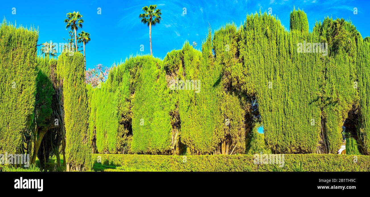 SEVILLE, SPAIN - OCTOBER 1, 2019: The densely planted trees are the part of famous Labyrinth, the popular destination of Alcazar Gardens, on October 1 Stock Photo