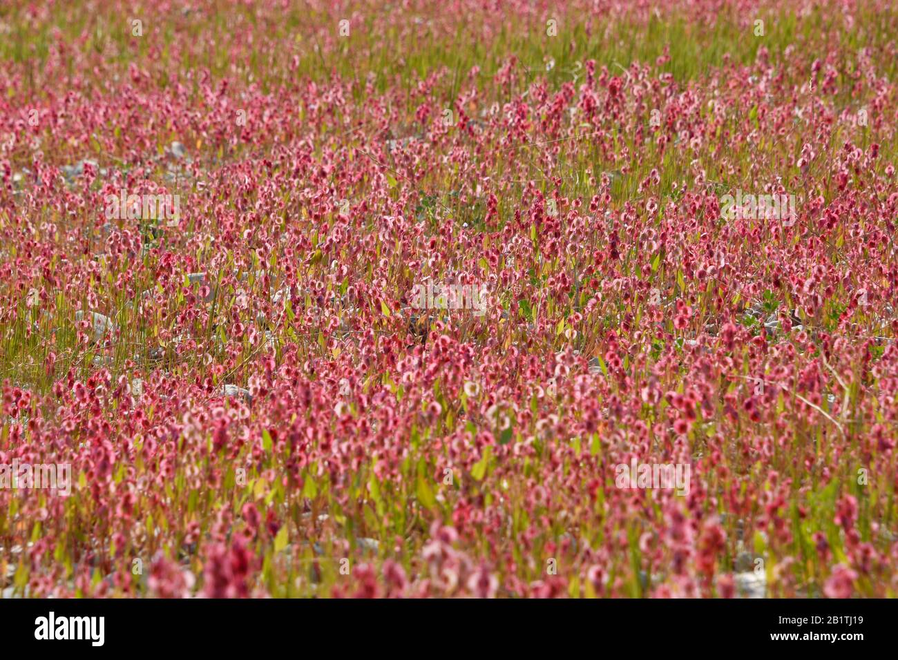 After a rare rainy season in the Judaea Desert and on the shores of the Dead Sea an abundance of wildflowers sprout out and bloom. Knotweed sorrel (Ru Stock Photo